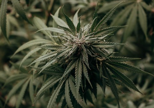 Understanding CBD Vape in Recovery at Delray Beach's Rehab Center