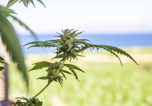 Understanding CBD Vape in Rehab Near Portland